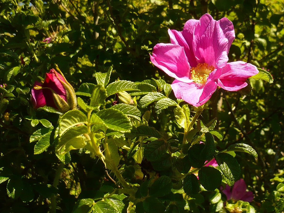 Rosa rugosa (Rosaceae)